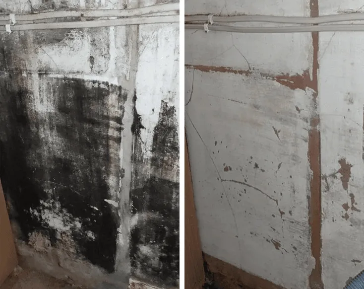 Wall mold before and after treatment