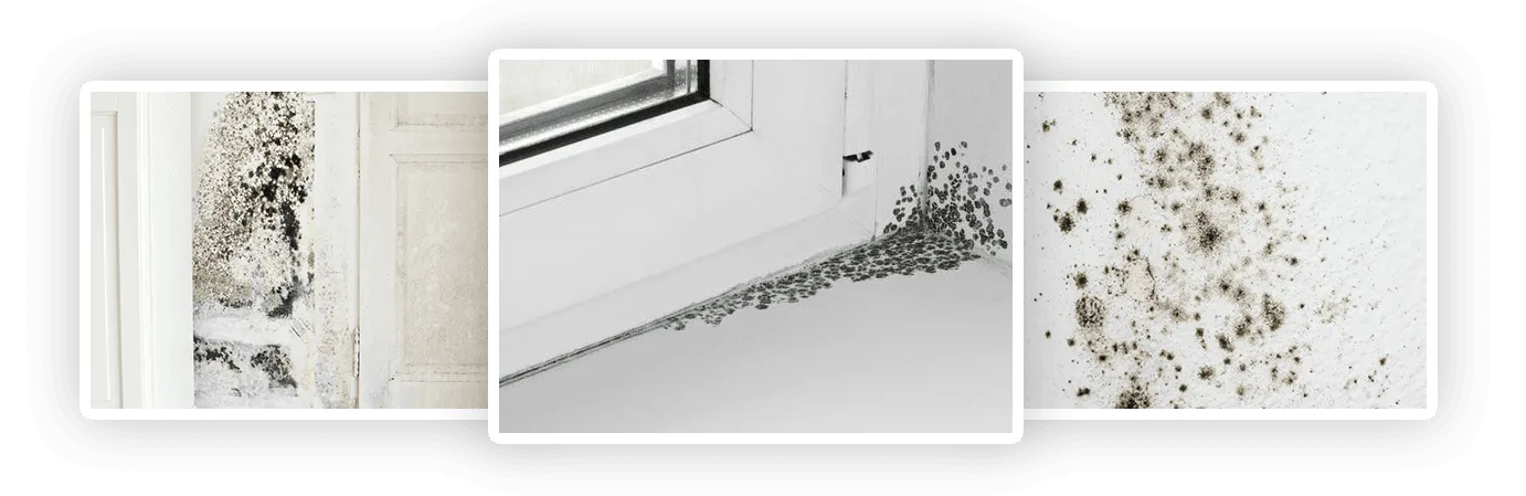 Black mold on walls, window frames and ceilings